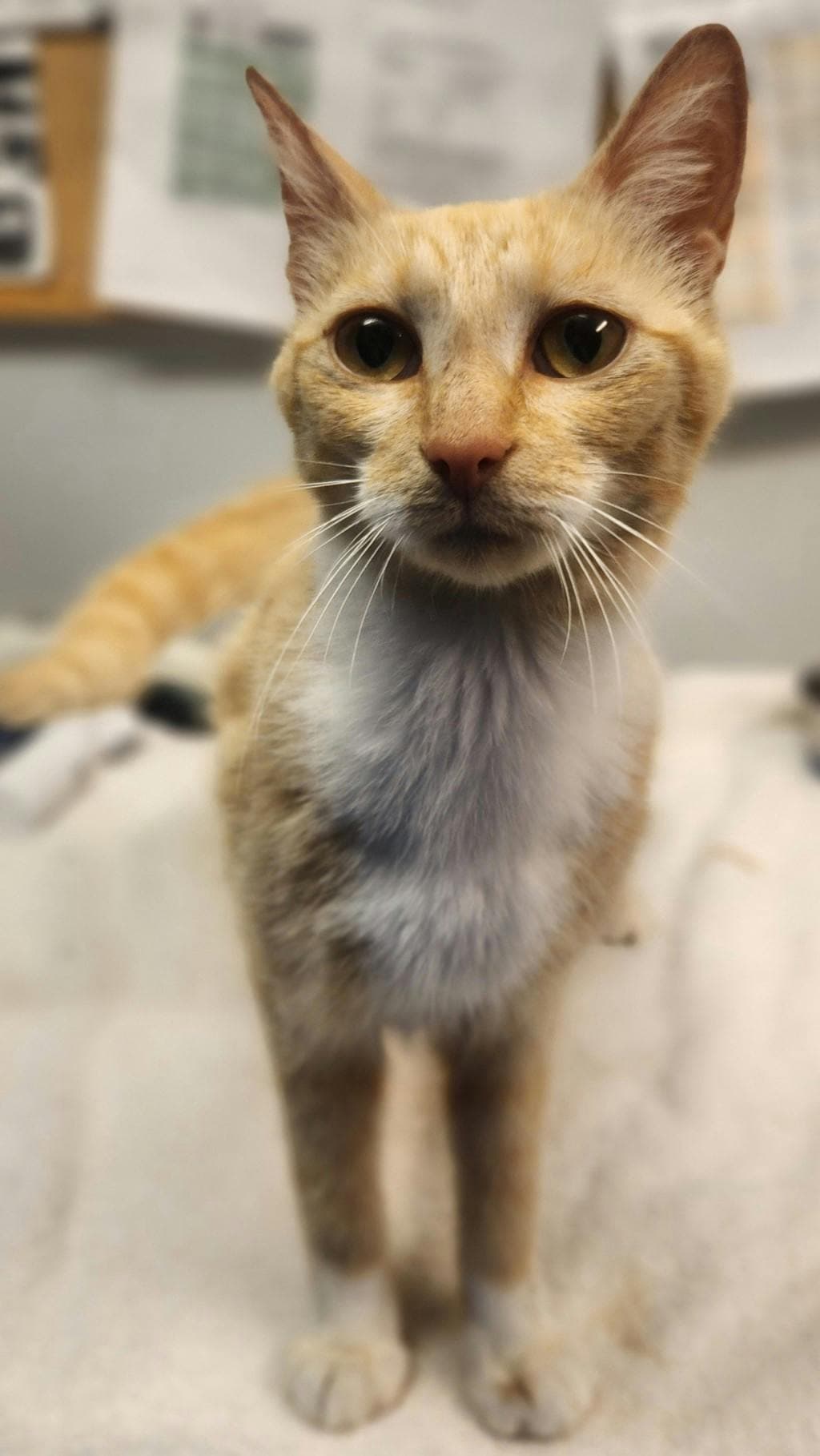 Fanta - Domestic Short Hair available for adoption