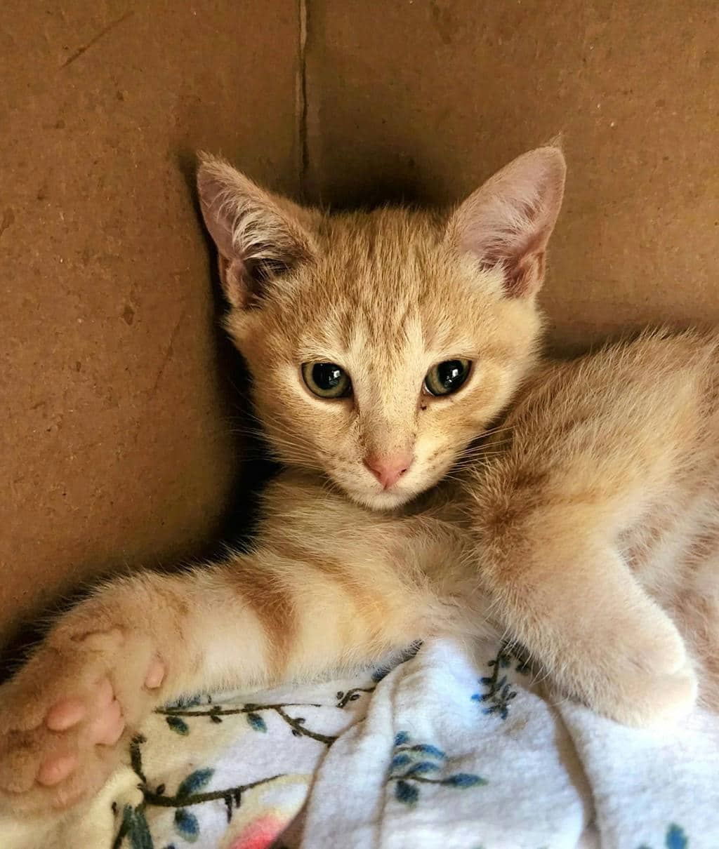 Sunny - Domestic Short Hair available for adoption