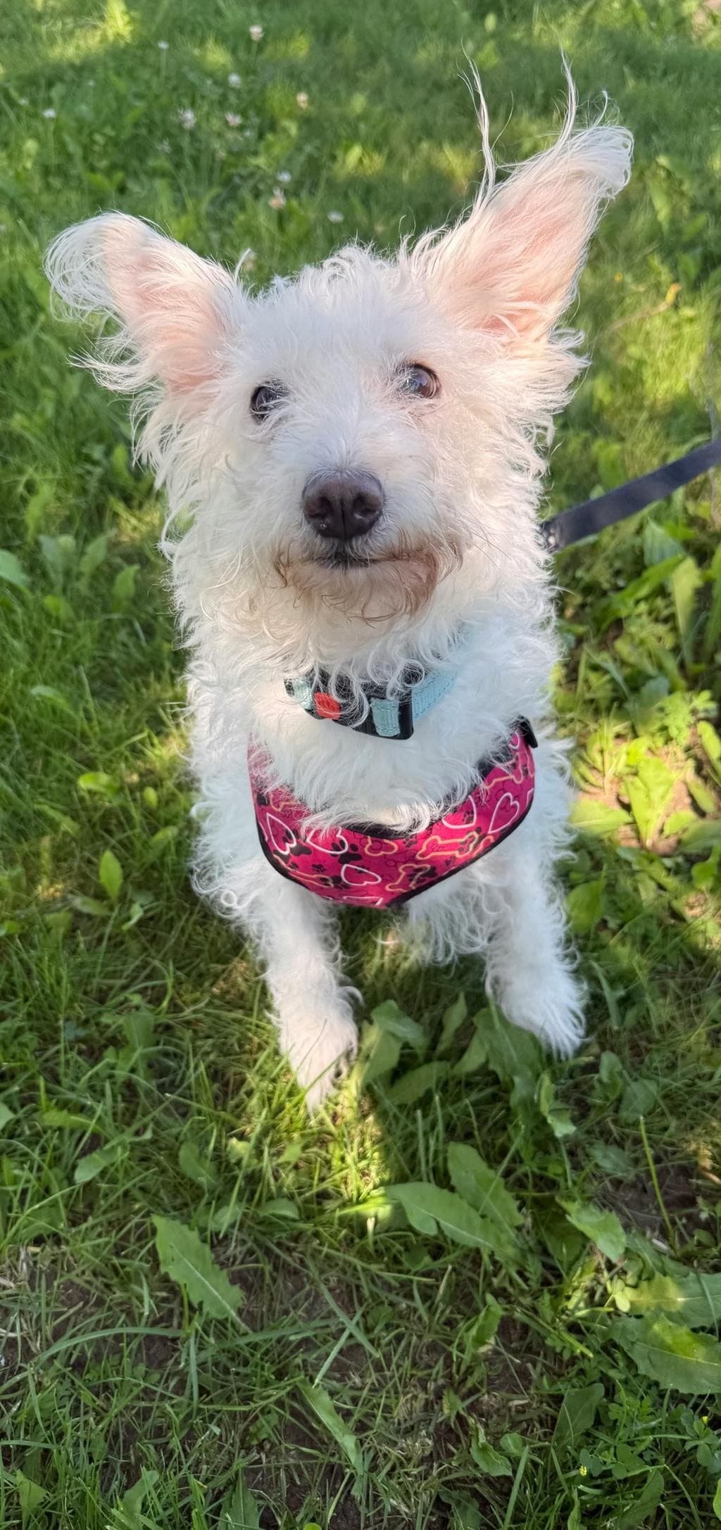 Zoe - West Highland White Terrier available for adoption