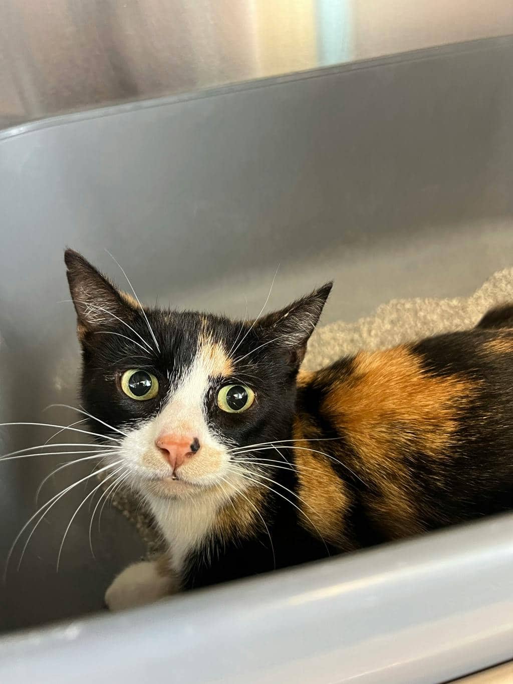 Rosemary - Domestic Short Hair cat available for adoption in Calgary
