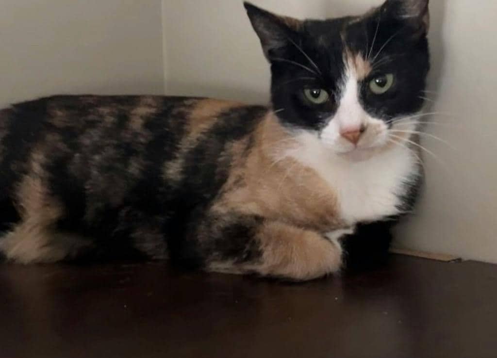 Rosemary - Domestic Short Hair available for adoption