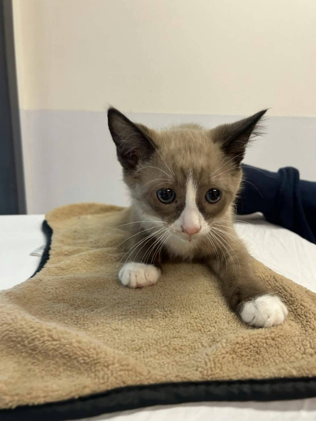 Cinnamon - Domestic Short Hair available for adoption