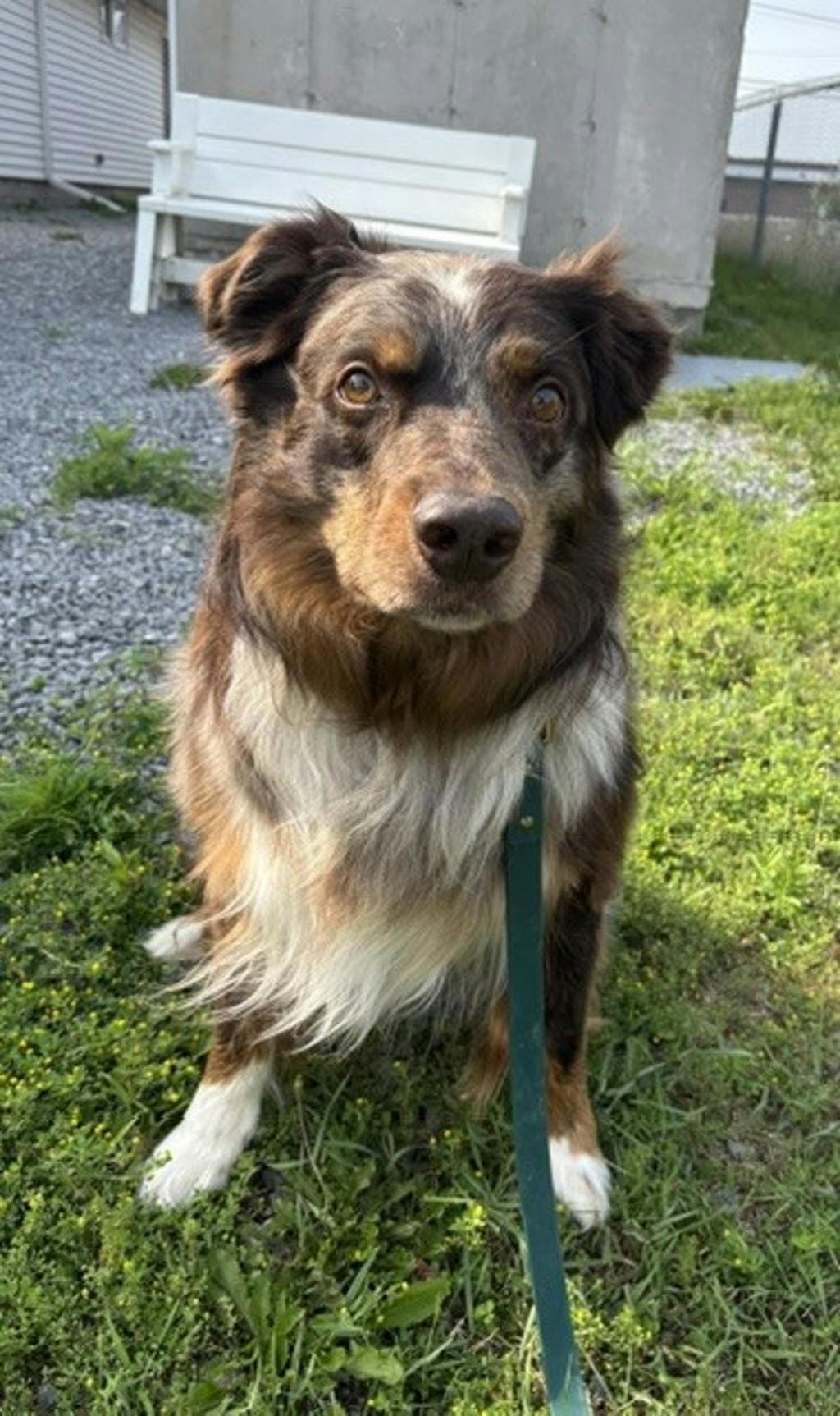 Gus - Australian Shepherd available for adoption