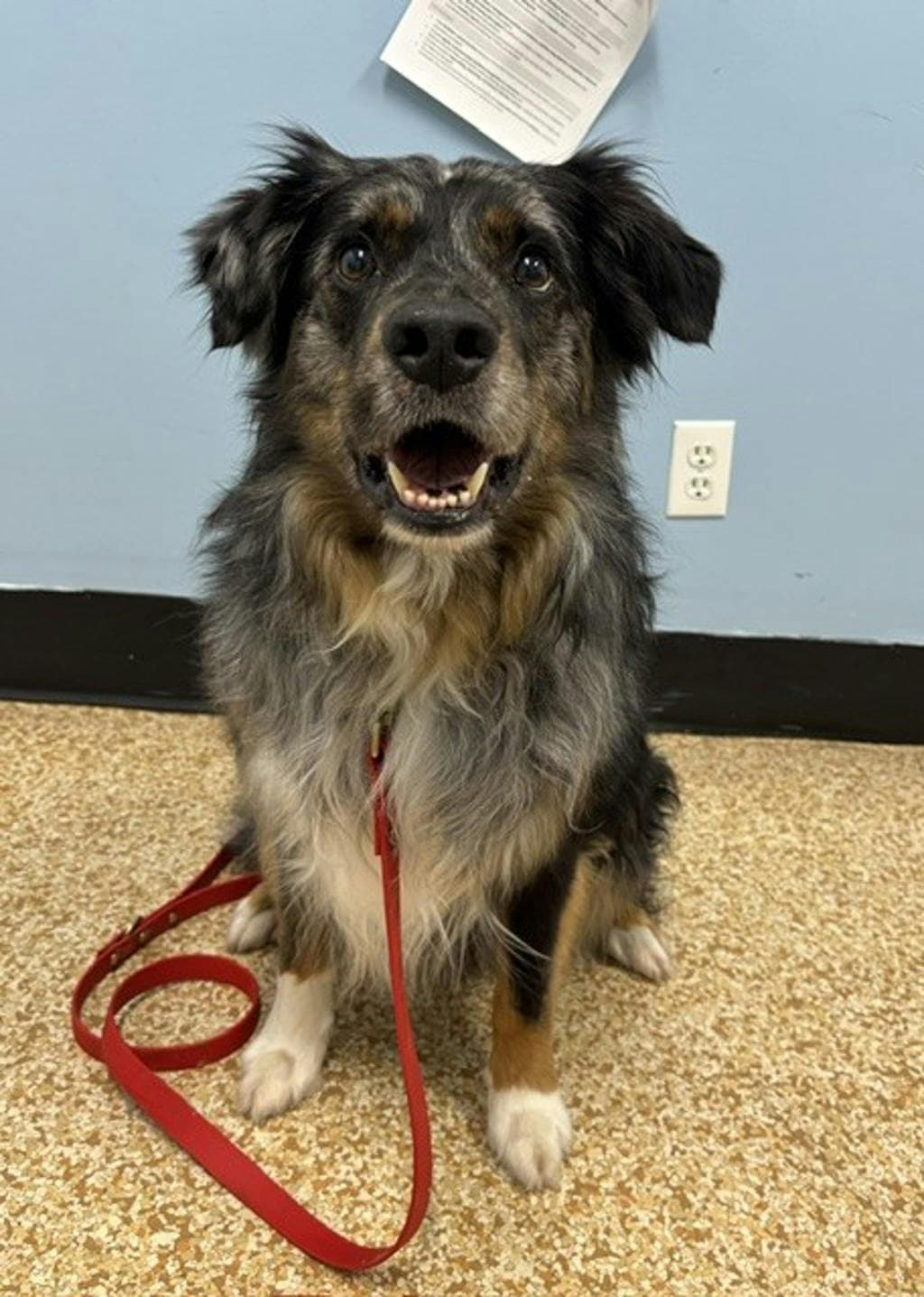 Birch - Australian Shepherd available for adoption