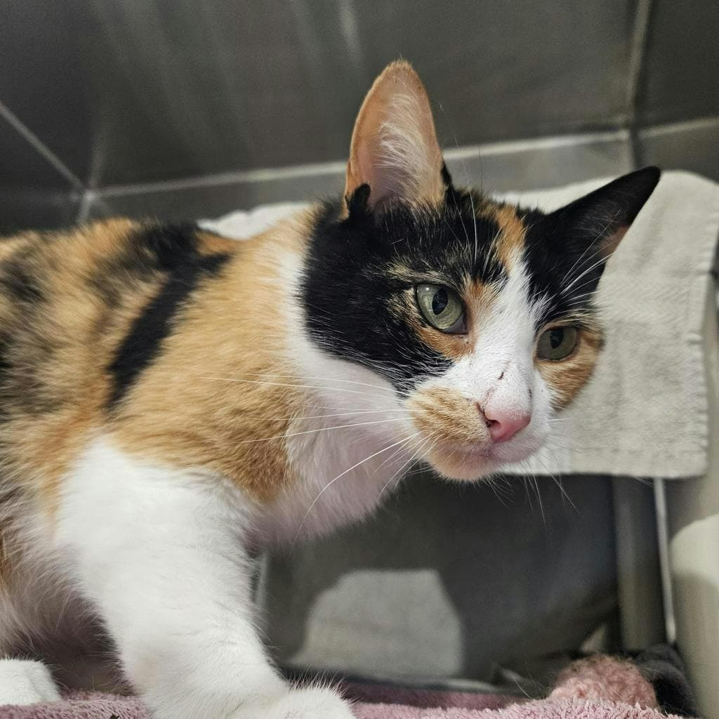 Indigo - Domestic Short Hair cat available for adoption at Ontario SPCA (Ottawa Area) in Ottawa