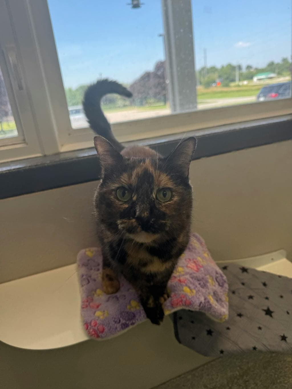 Dizzy - Domestic Short Hair cat available for adoption at Ontario SPCA (Toronto Area) in Toronto
