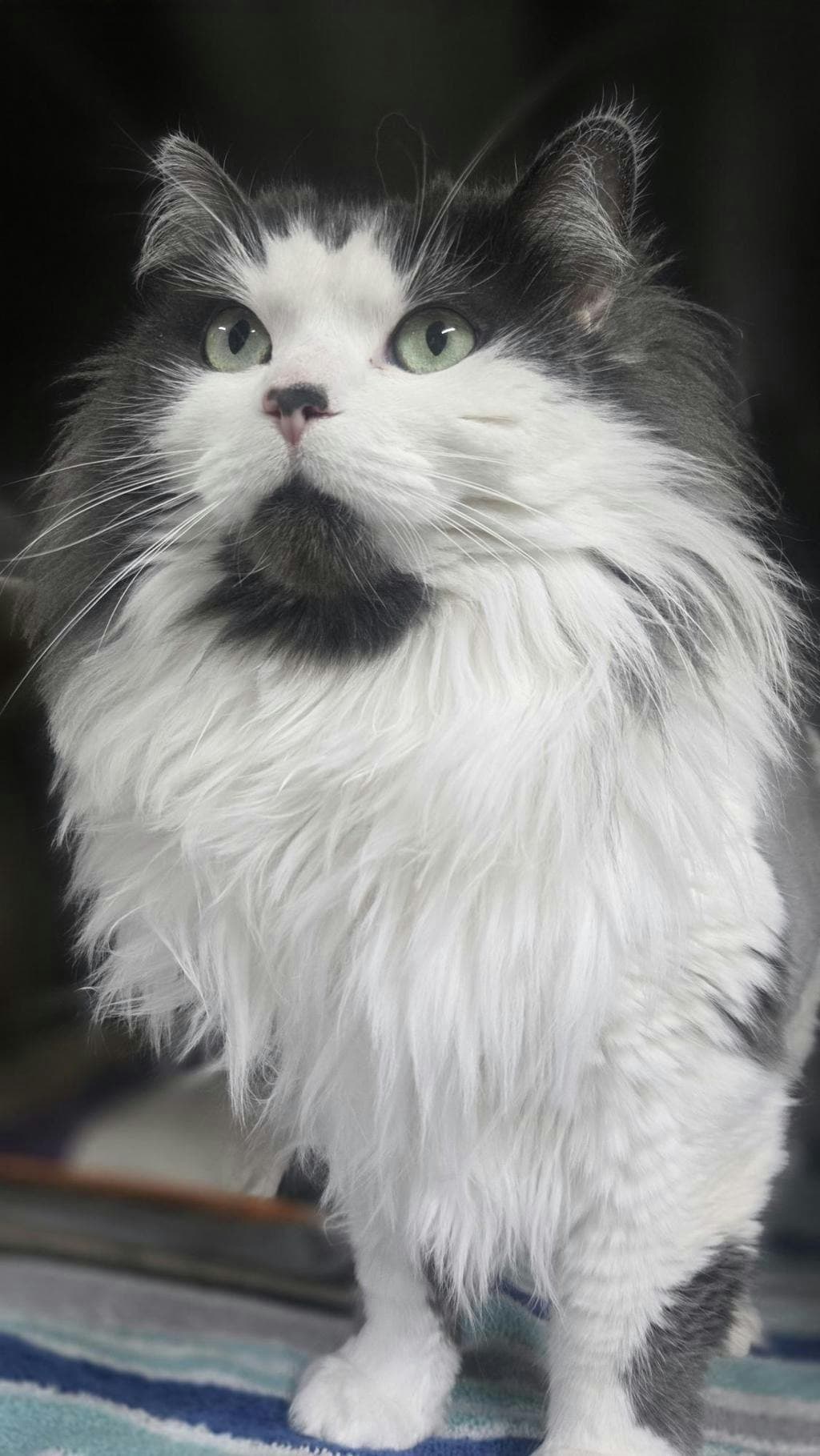 Dolores - Domestic Medium Hair available for adoption