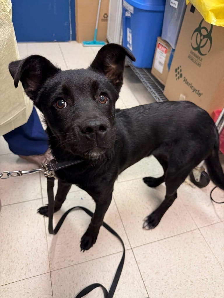 Sadie - Labrador Retriever available for adoption
