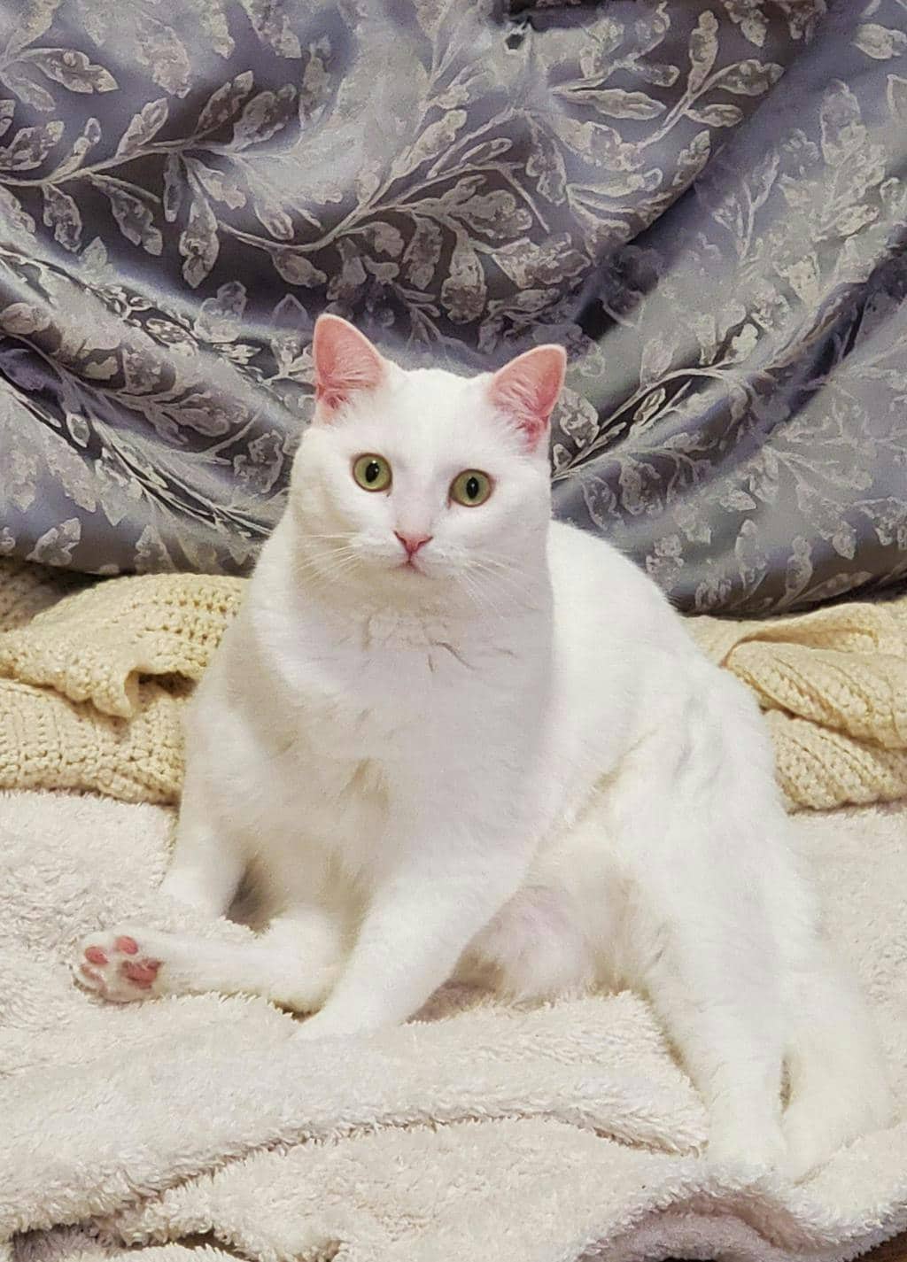 Coco - Domestic Short Hair available for adoption