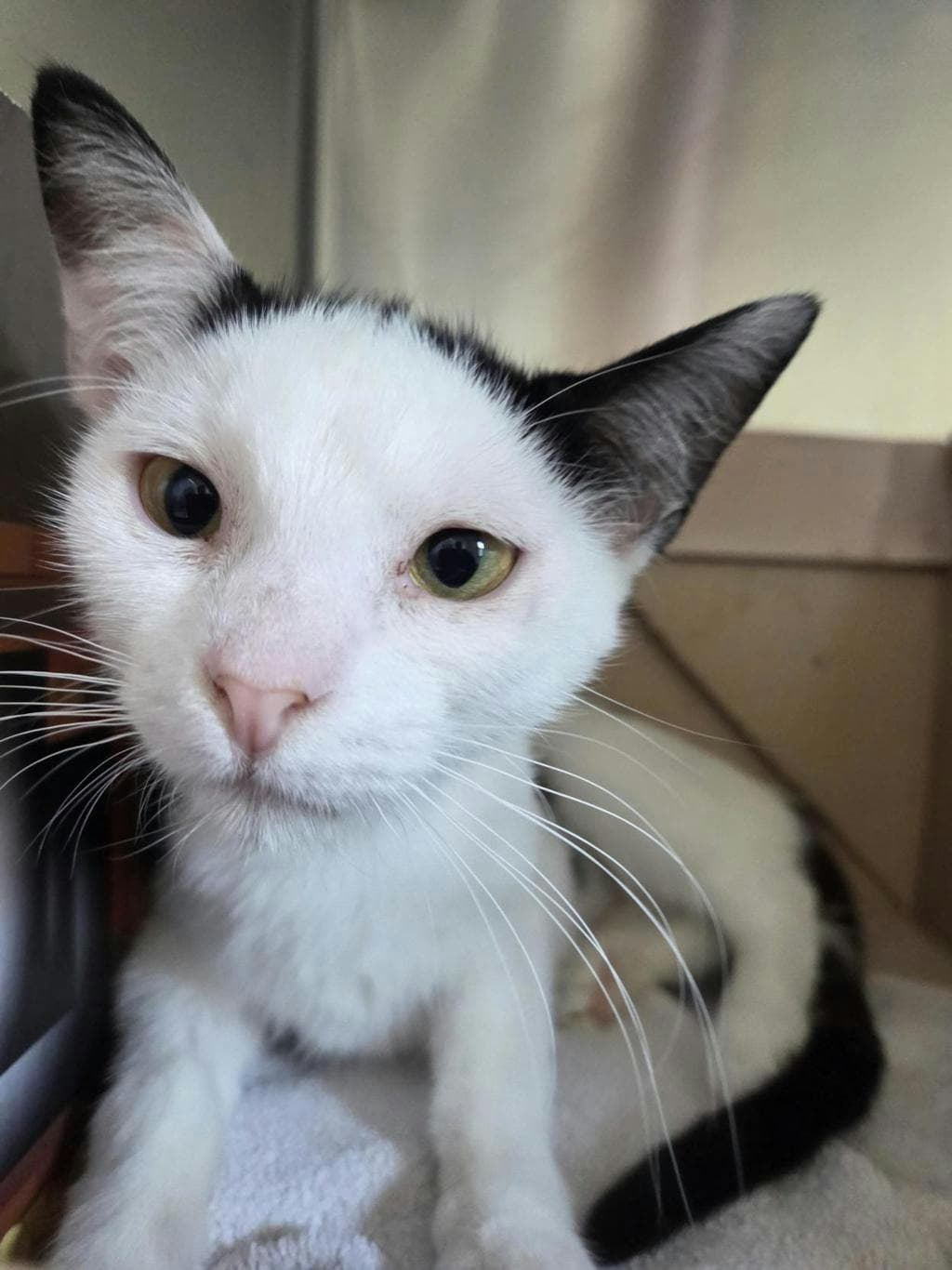 Zam - Domestic Short Hair available for adoption