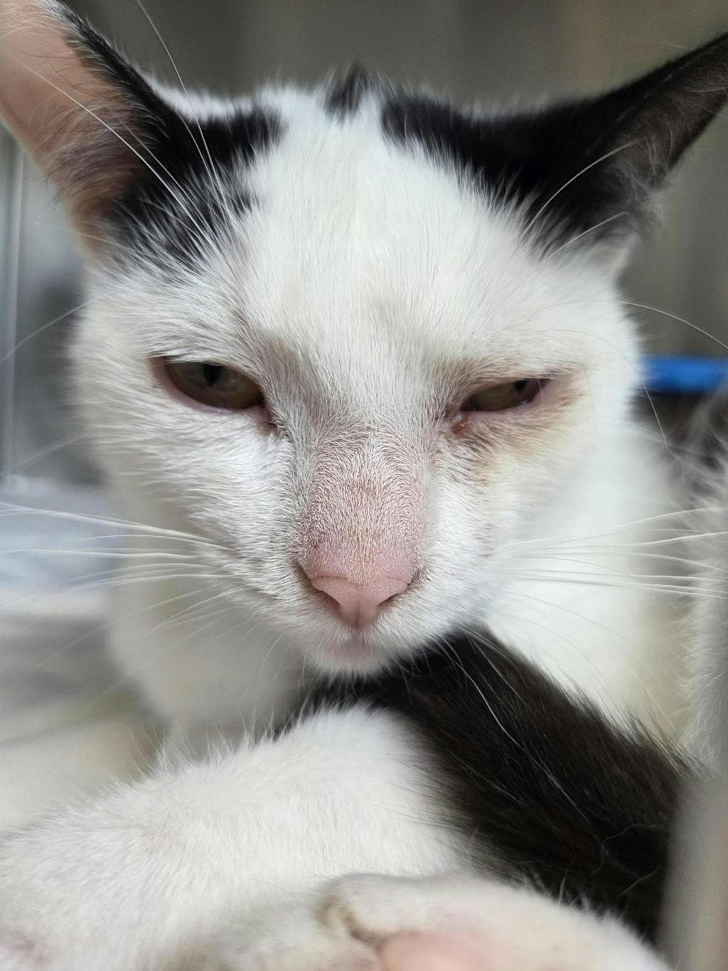 Bam Bam - Domestic Short Hair available for adoption