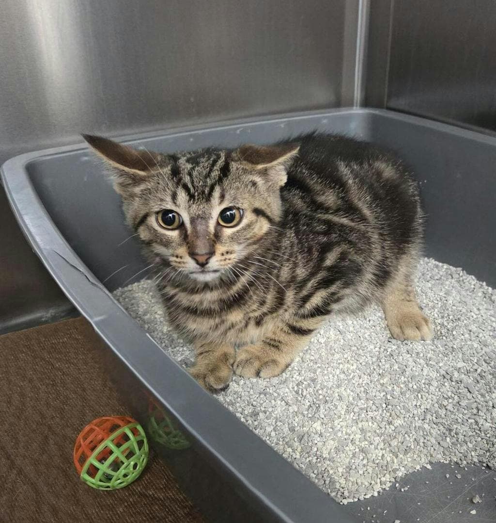 Russell - Domestic Short Hair available for adoption