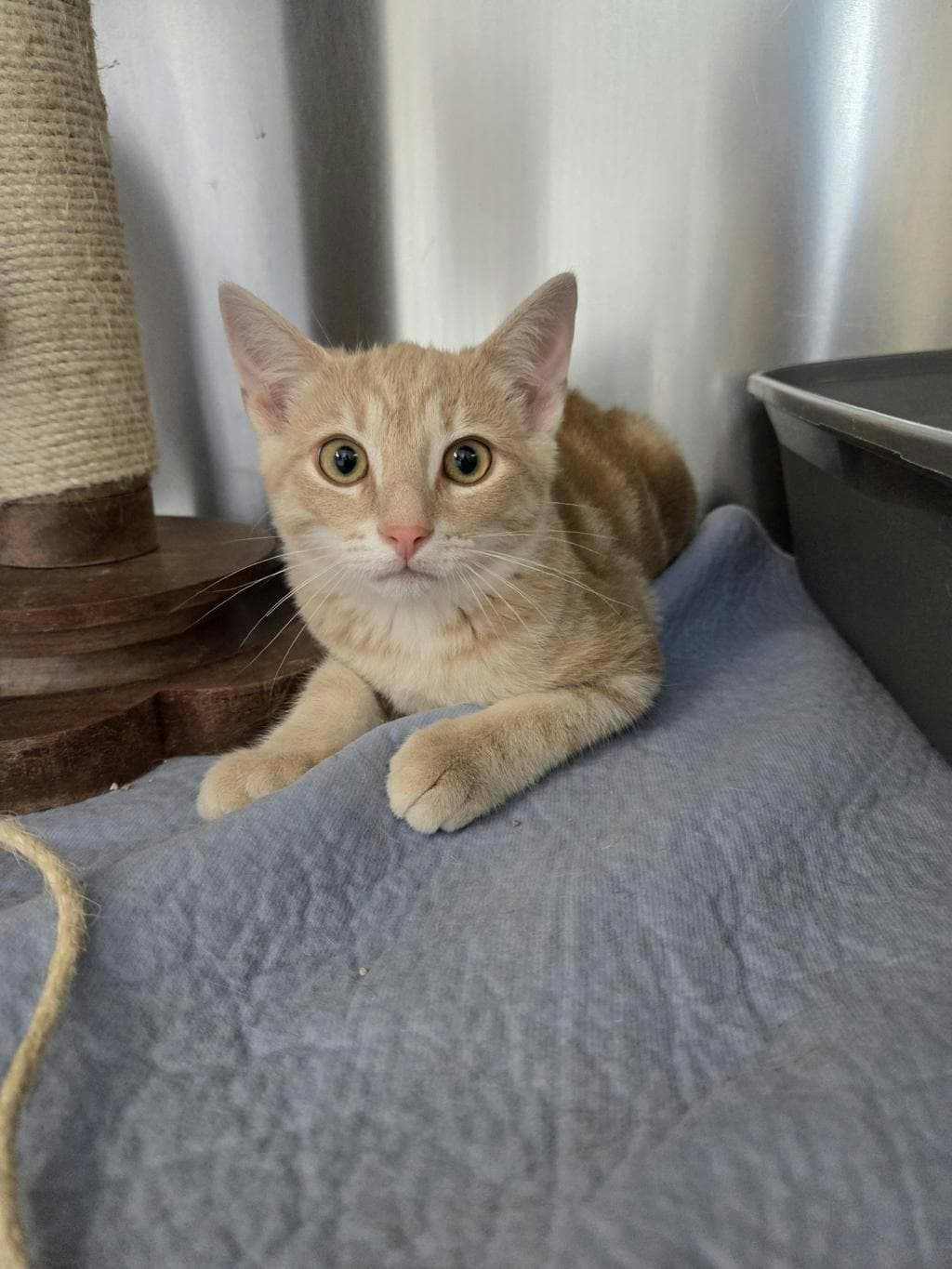 Bingo - Domestic Short Hair available for adoption