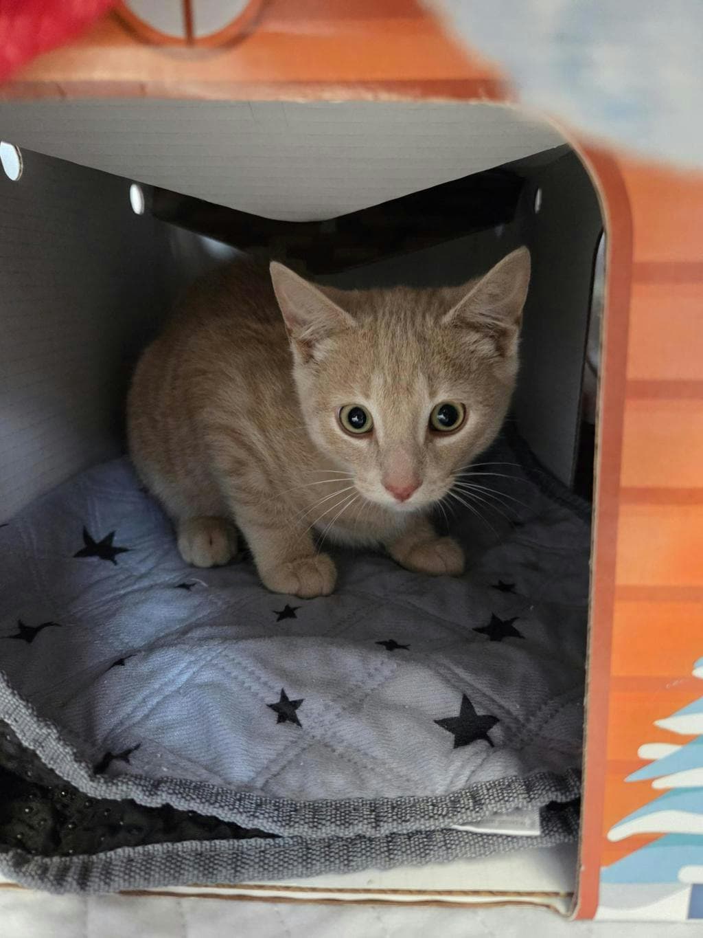 Bango - Domestic Short Hair available for adoption