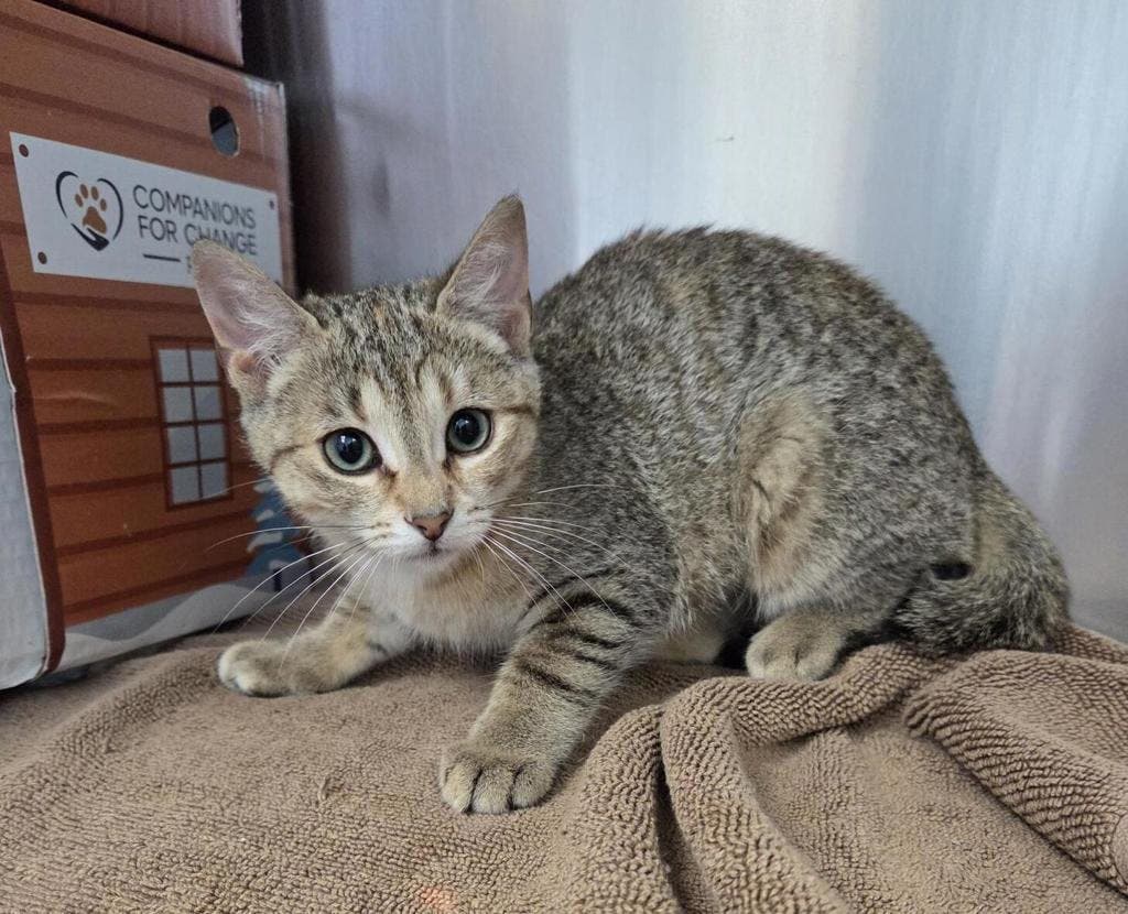 Bongo - Domestic Short Hair available for adoption