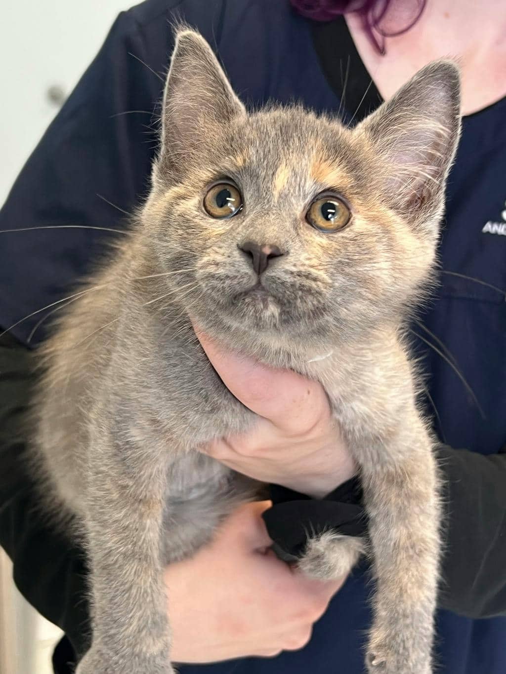 Dusty - Domestic Short Hair available for adoption
