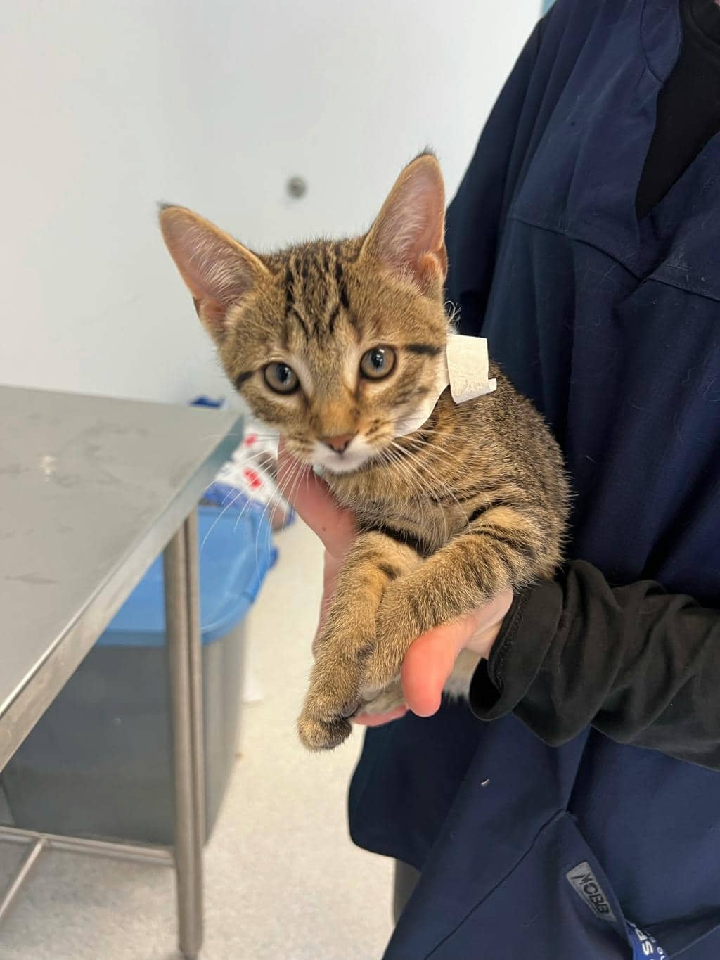 Harper - Domestic Short Hair cat available for adoption at Ontario SPCA (Toronto Area) in Toronto