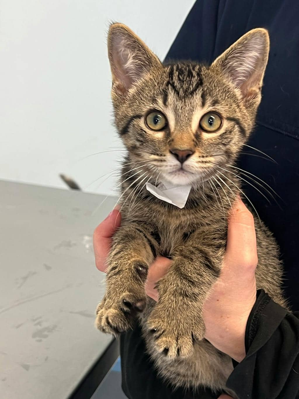 Turbo - Domestic Short Hair available for adoption
