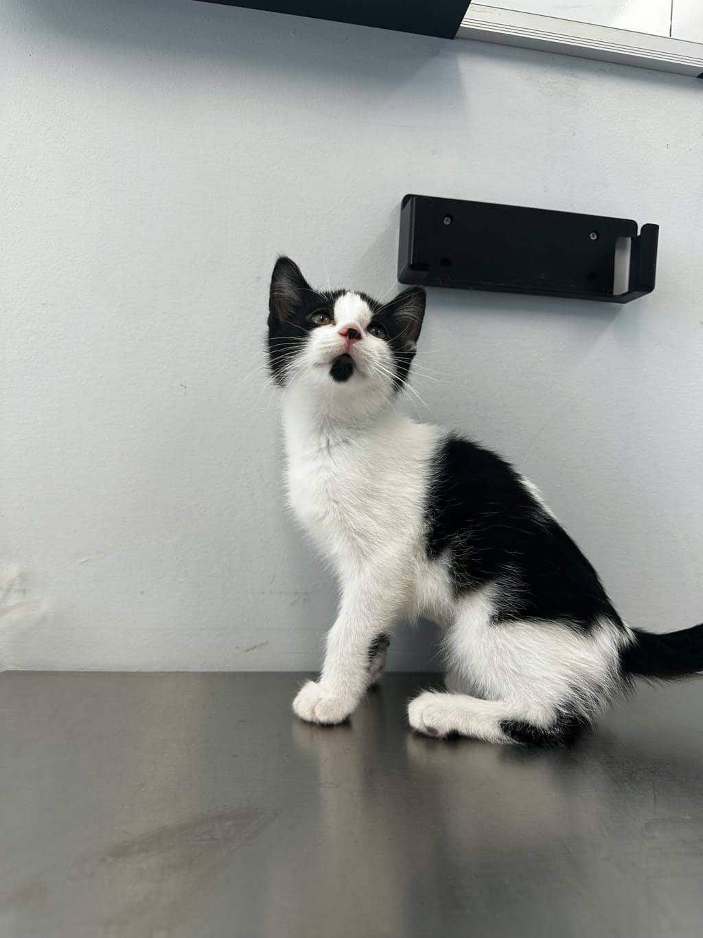 Angel - Domestic Short Hair cat available for adoption at Ontario SPCA (Toronto Area) in Toronto