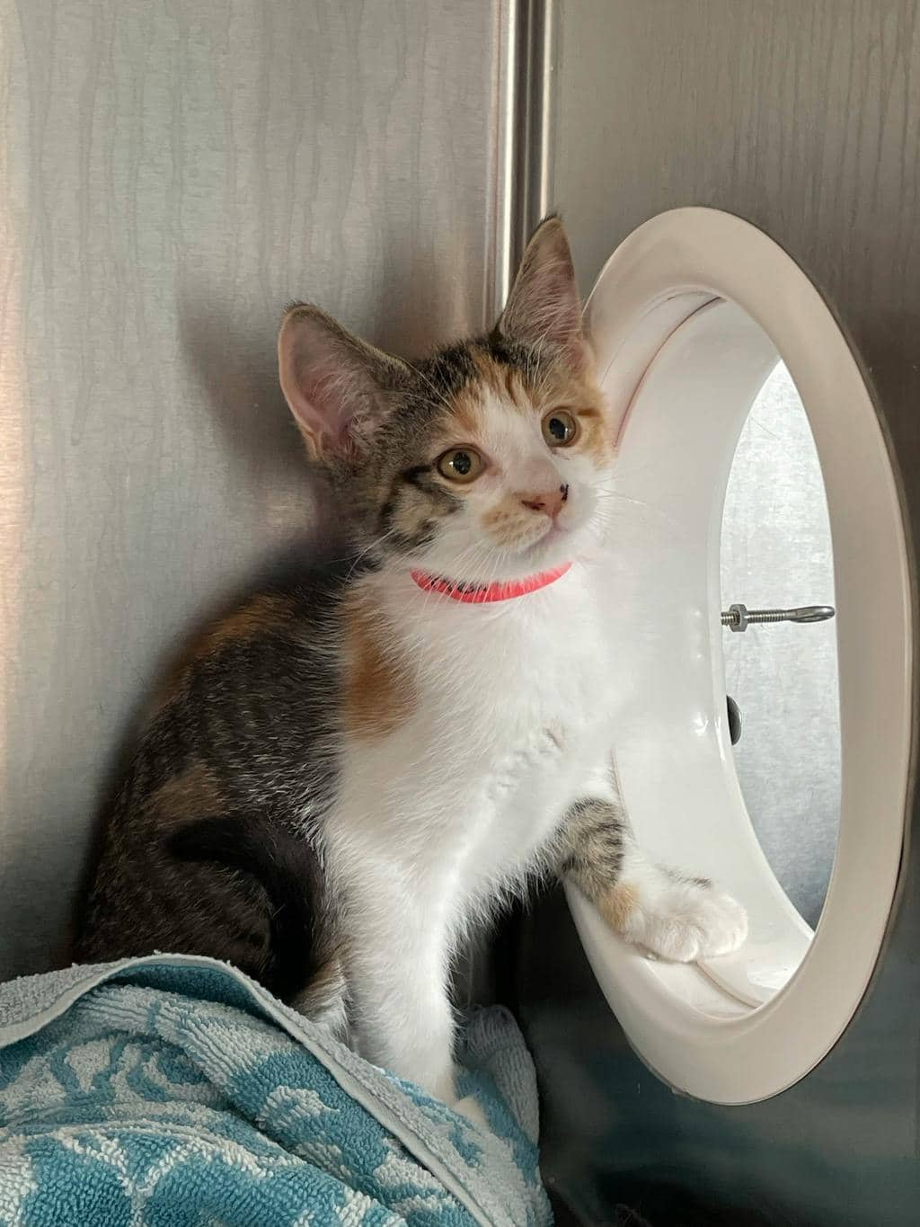 Heaven - Domestic Short Hair cat available for adoption at Ontario SPCA (Toronto Area) in Toronto