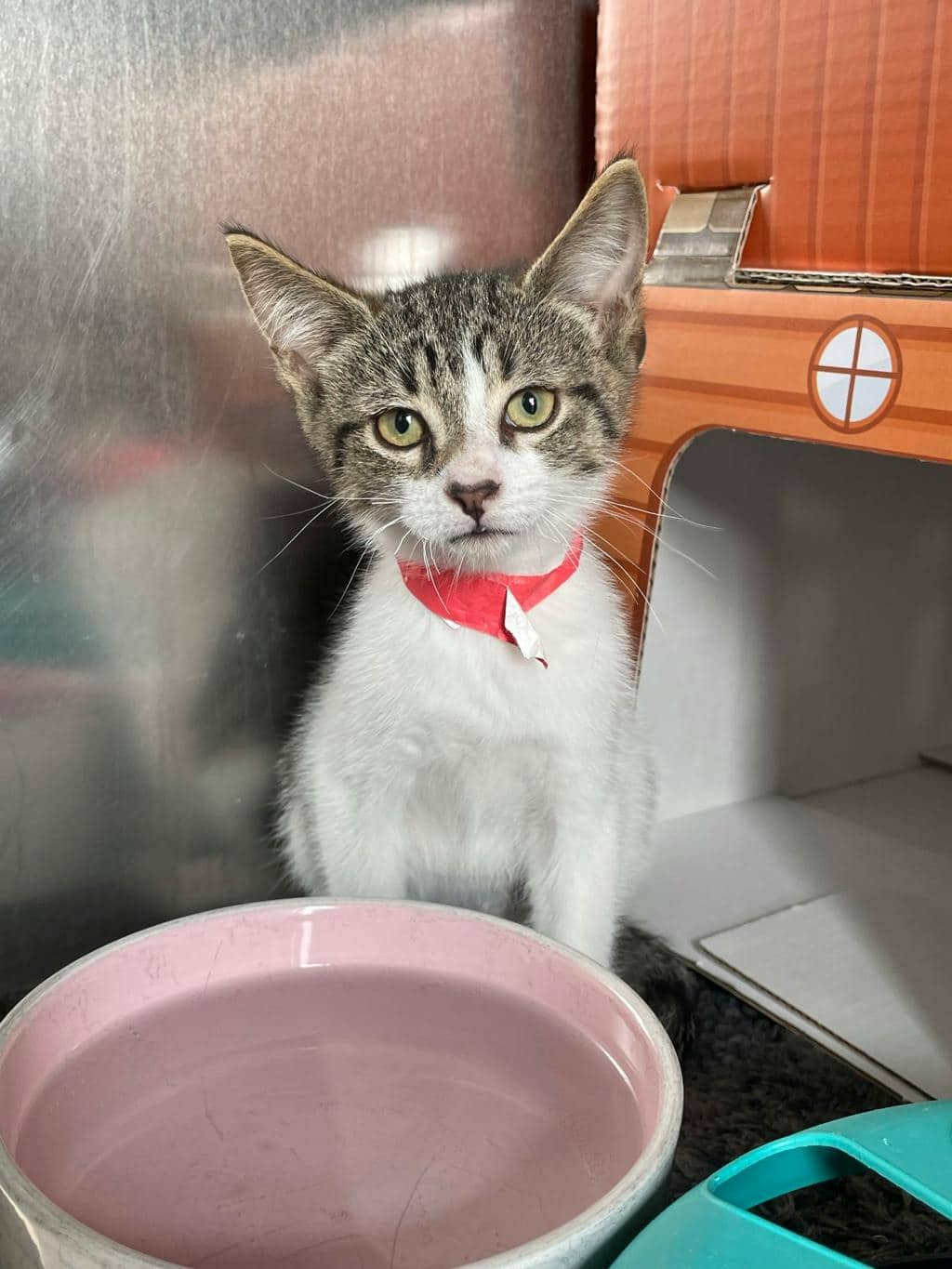 Bear - Domestic Short Hair cat available for adoption at Ontario SPCA (Toronto Area) in Toronto