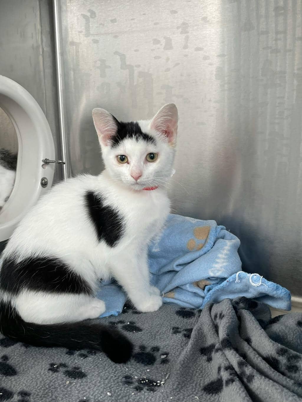 Chicago - Domestic Short Hair available for adoption