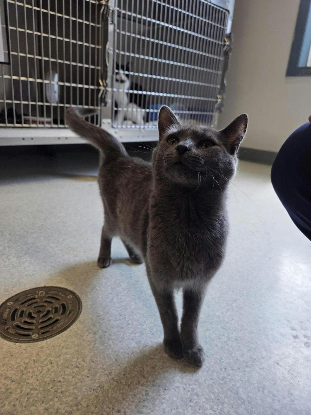 Loopy T - Domestic Short Hair available for adoption