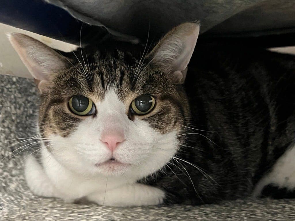 Avocado - Domestic Short Hair cat available for adoption at Ontario SPCA & Humane Society in Stouffville