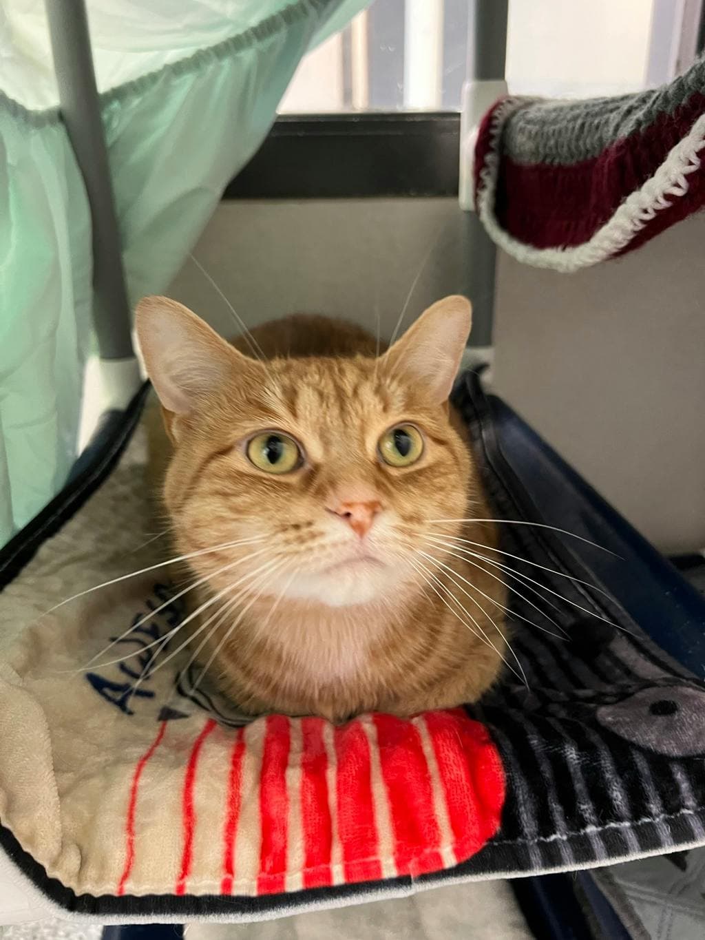 Jessie - Domestic Short Hair cat available for adoption at Ontario SPCA (Toronto Area) in Toronto