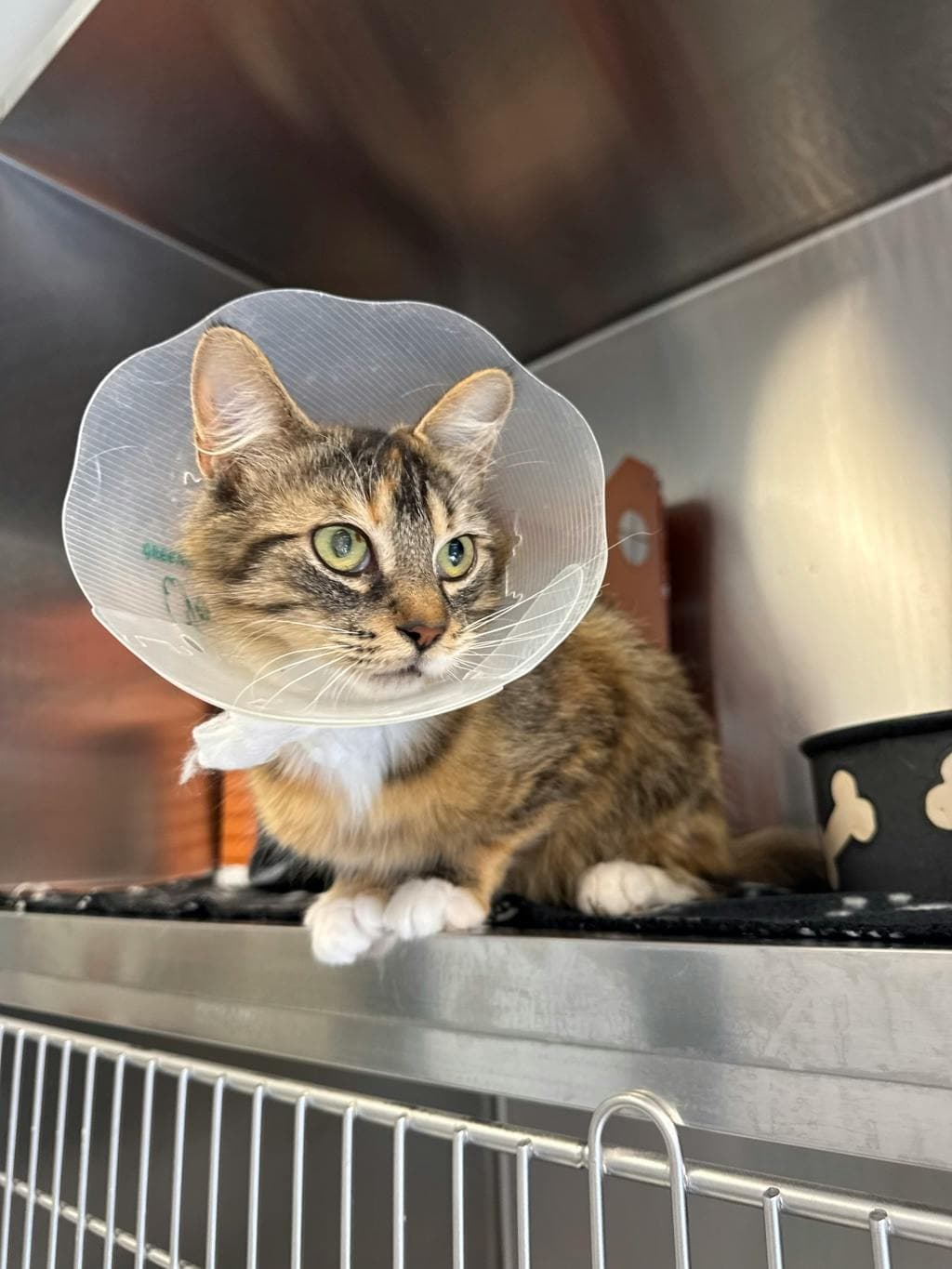 Darling - Domestic Medium Hair available for adoption