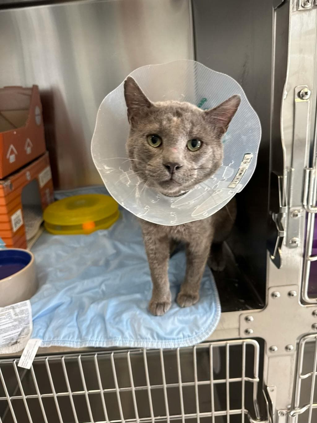 Munroe - Domestic Short Hair available for adoption
