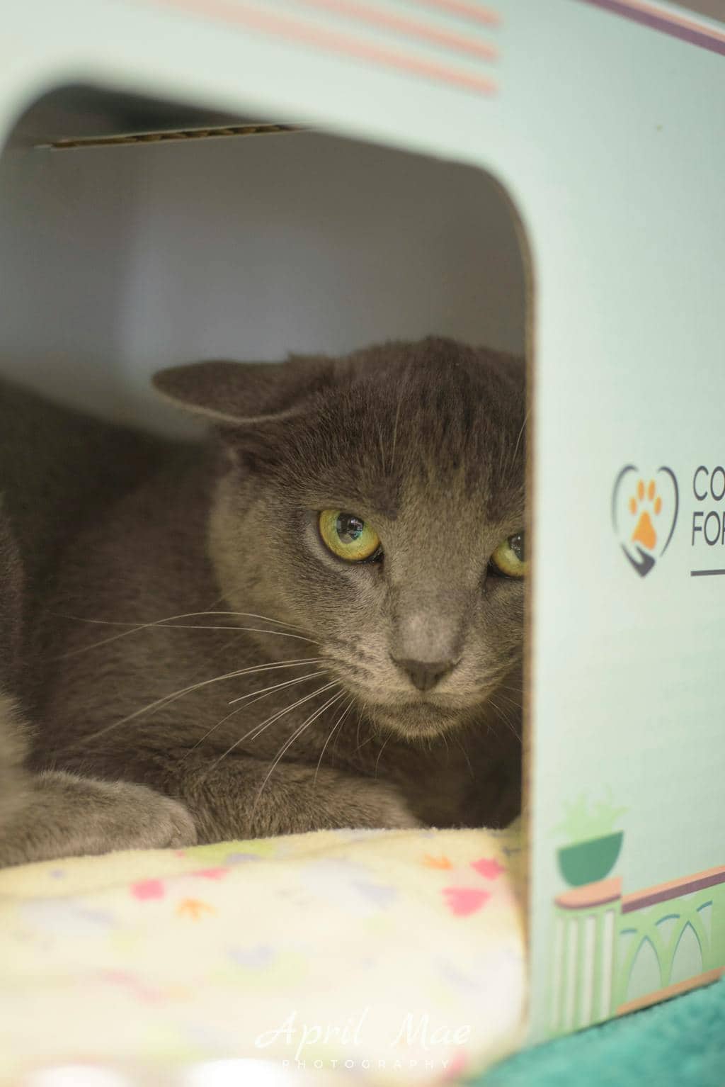 Grace - Domestic Short Hair available for adoption