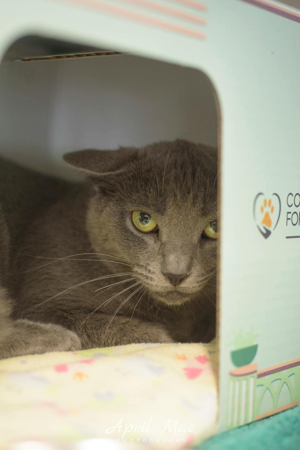 Grace - Domestic Short Hair cat available for adoption at Ontario SPCA (Central Ontario) in Toronto