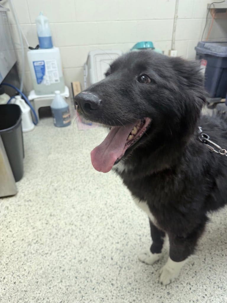 Harkhan - Border Collie available for adoption