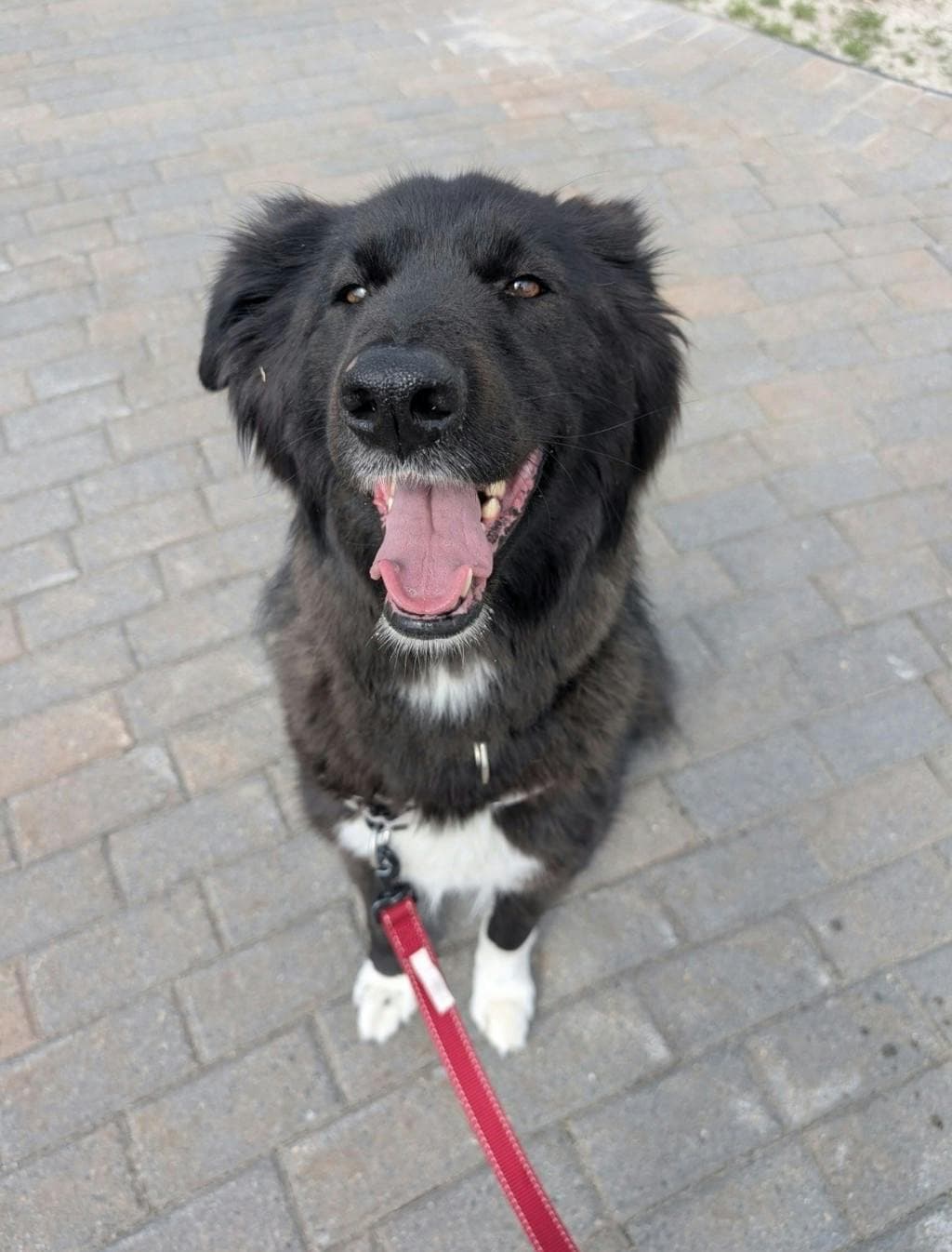 Harkhan - Border Collie available for adoption