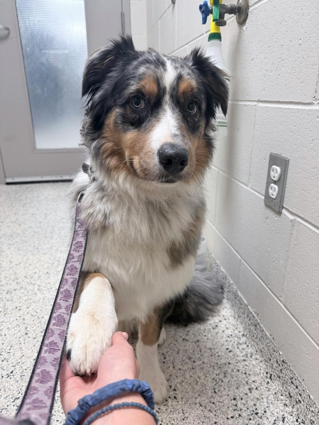 Charlie - Australian Shepherd available for adoption