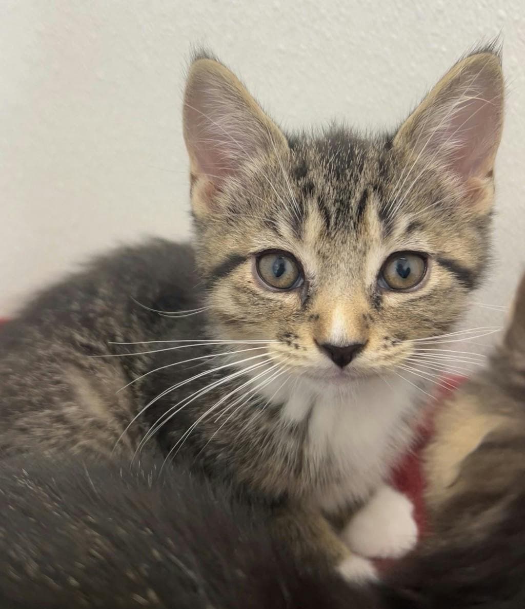 Gale - Domestic Short Hair available for adoption