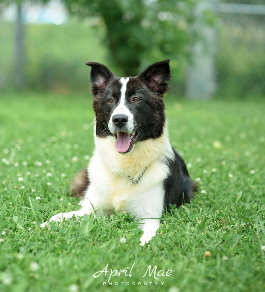 Dexter - Border Collie available for adoption