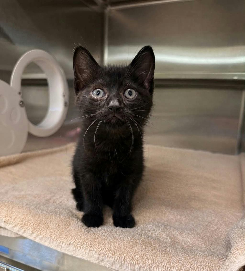 Junebug - Domestic Short Hair cat available for adoption at Ontario SPCA (Ottawa Area) in Ottawa