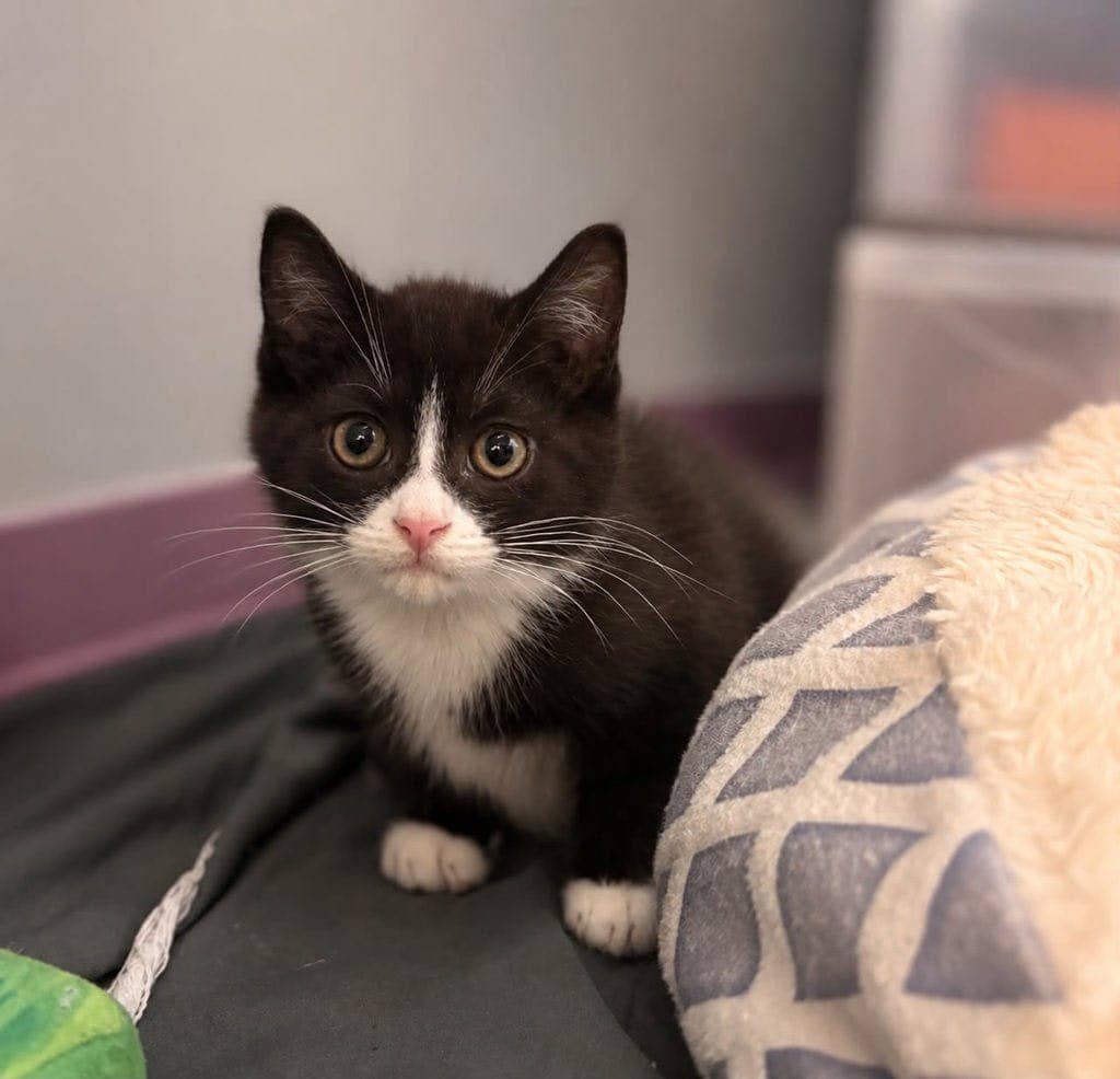 Beetle - Domestic Medium Hair available for adoption