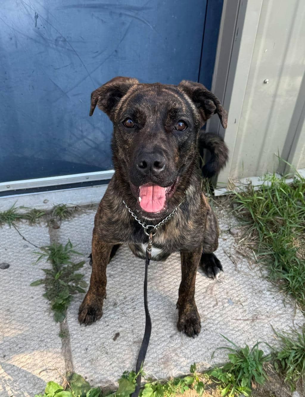 Jasmine - German Shepherd available for adoption at Ontario SPCA (Central Ontario) in Toronto