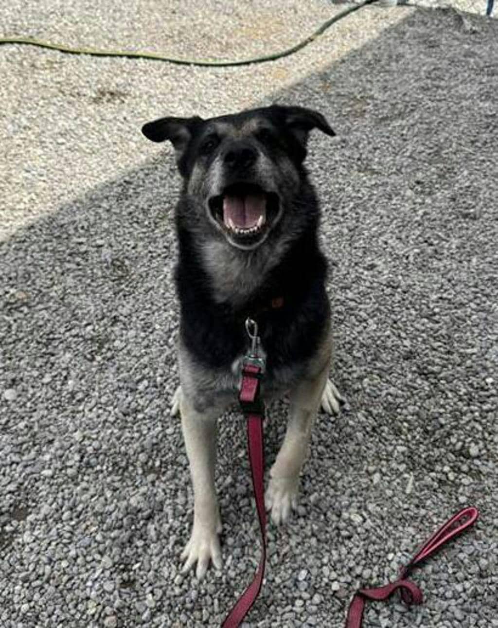 Bear - German Shepherd available for adoption at Ontario SPCA & Humane Society in Napanee
