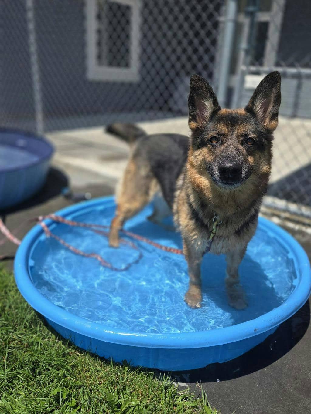 Lucy - German Shepherd available for adoption