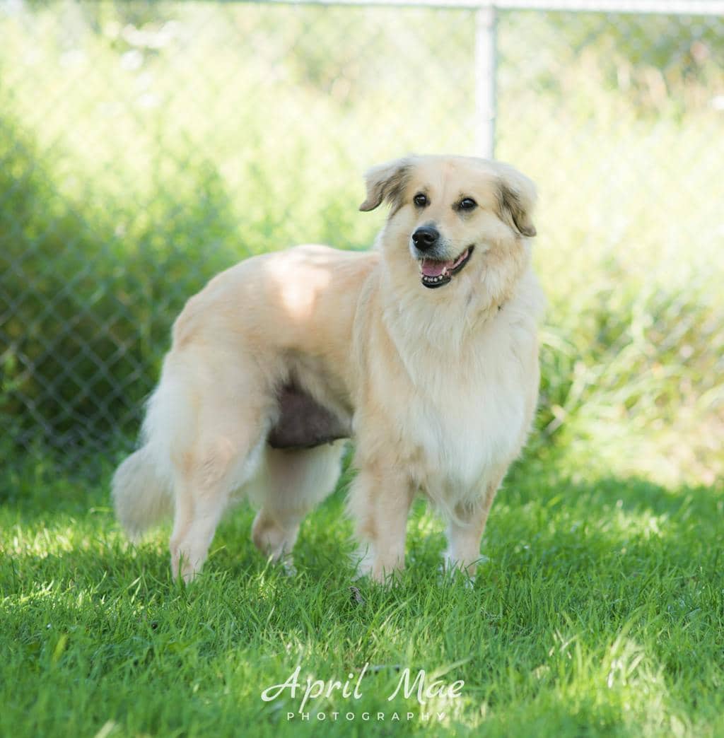 Lulu - Maremma Sheepdog available for adoption in Ontario