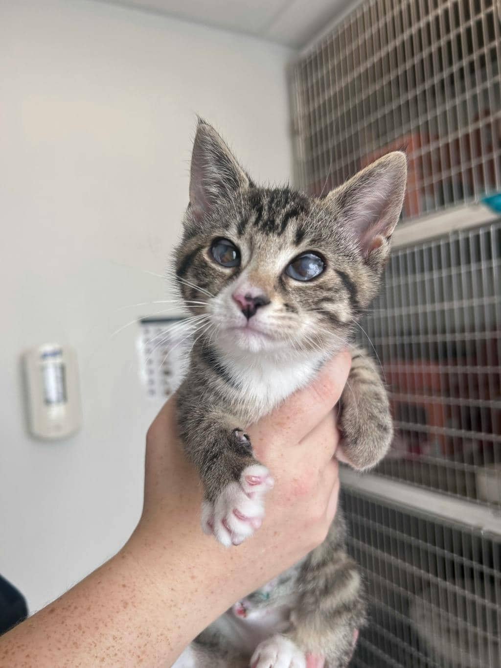 Lunar - Domestic Short Hair available for adoption