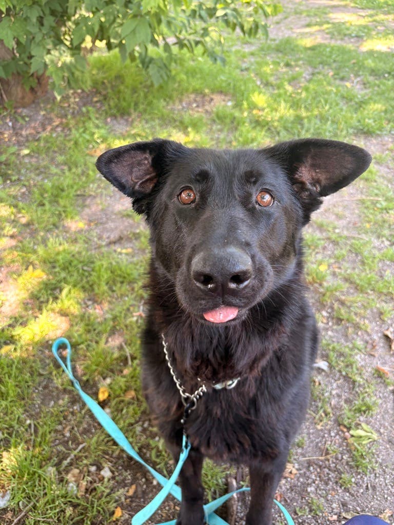 Chloe - Shepherd available for adoption at Ontario SPCA (Central Ontario) in Toronto