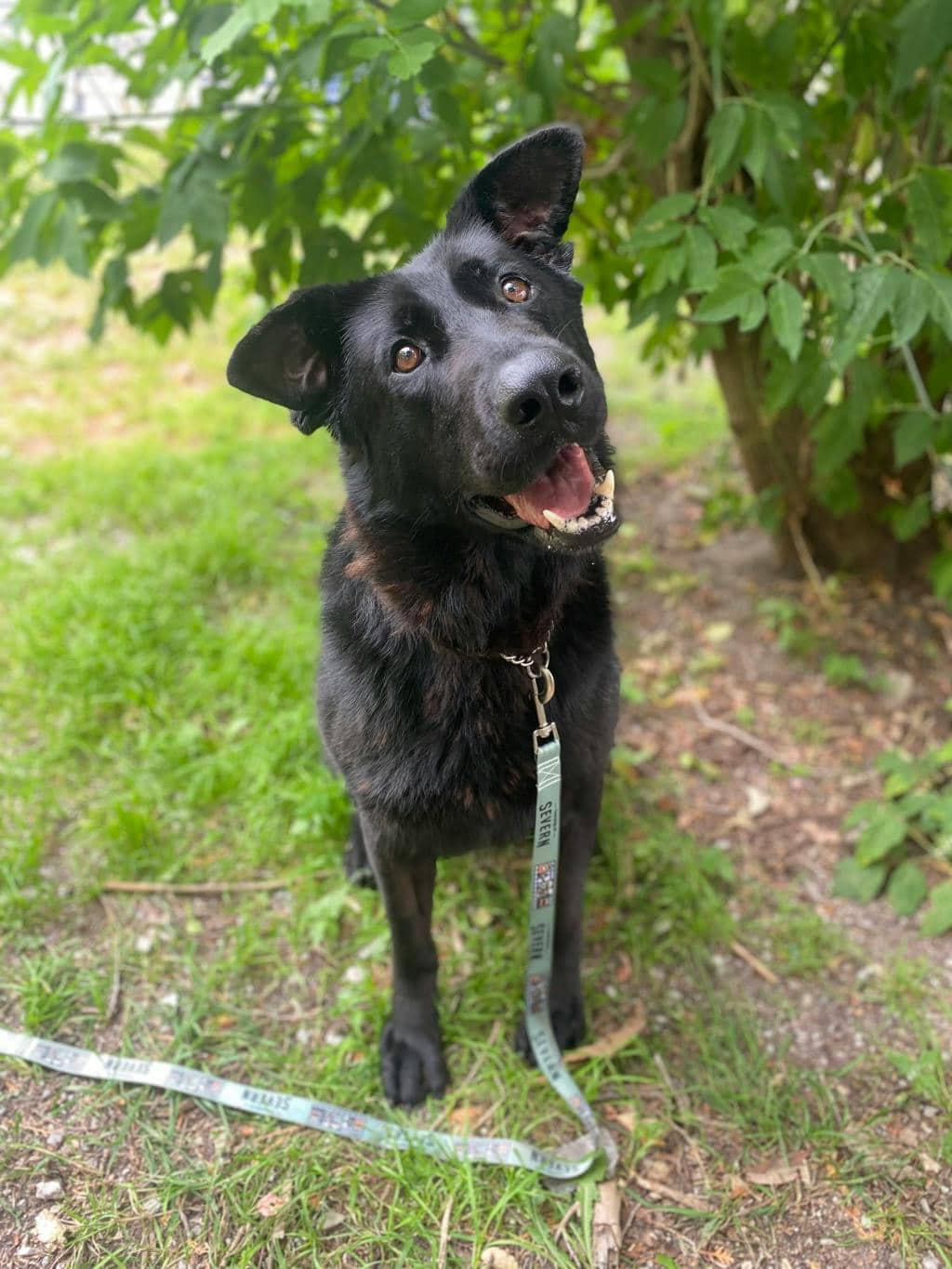 Chloe - Shepherd available for adoption