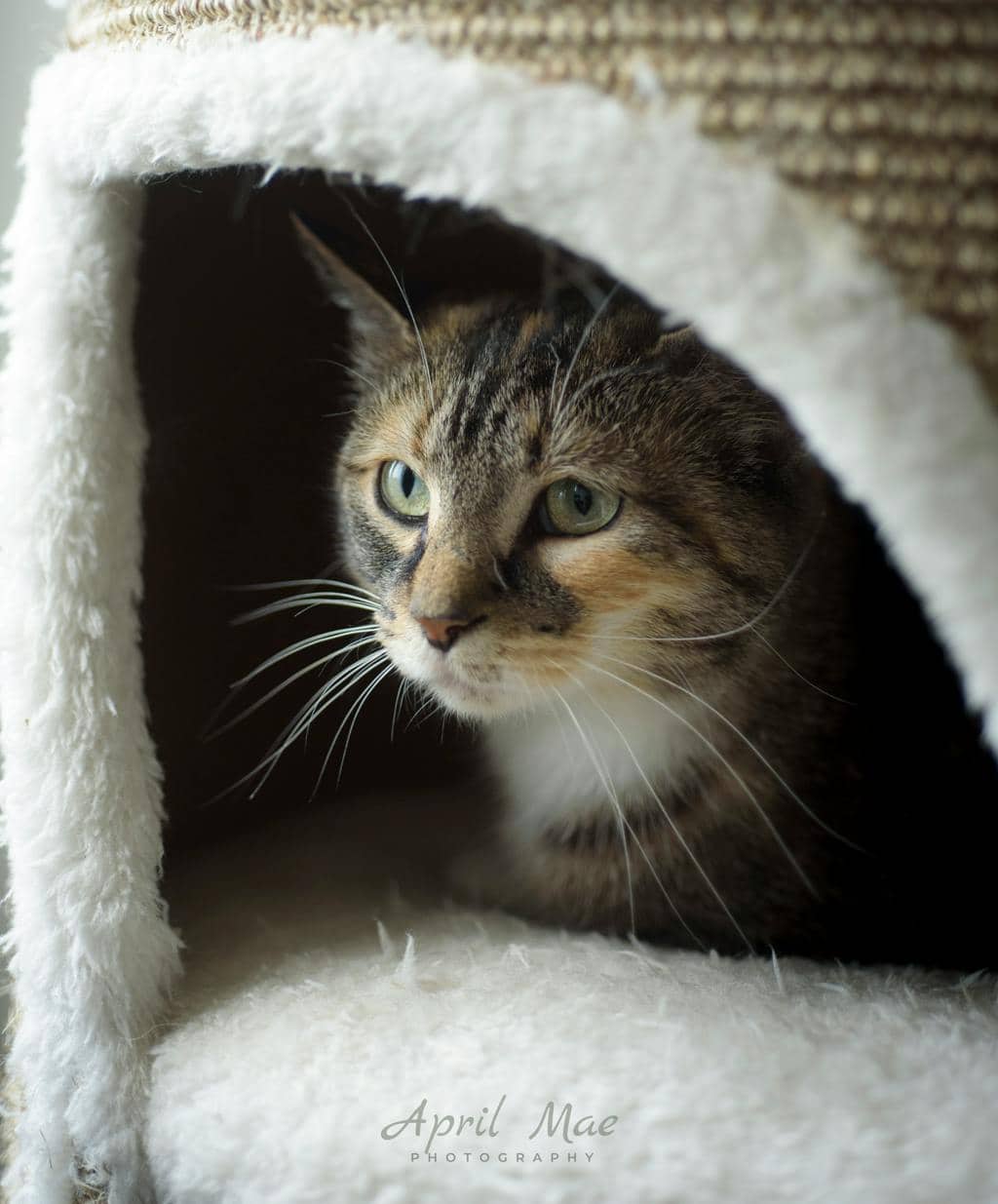 Ocean - Domestic Short Hair available for adoption
