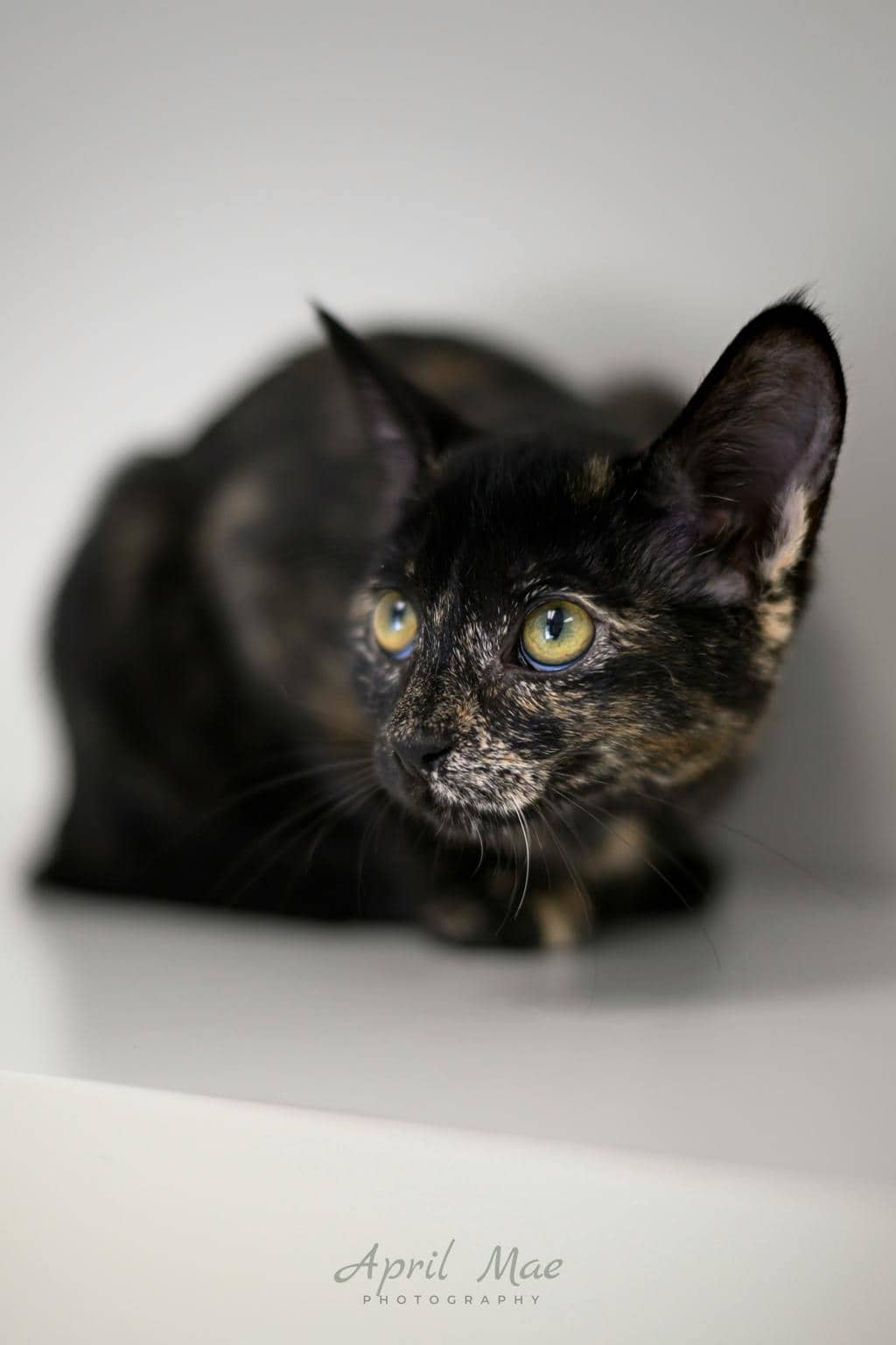 Jellyfish - Domestic Short Hair cat available for adoption at Ontario SPCA (Central Ontario) in Orangeville