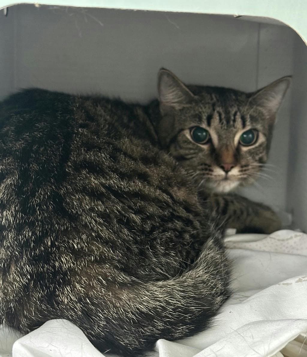 Gabby - Domestic Short Hair available for adoption